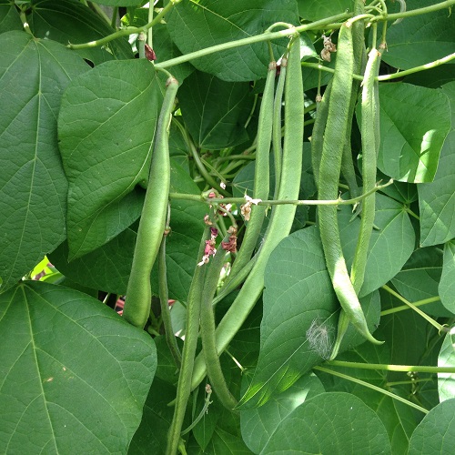 Runner Bean Moonlight